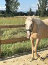 Jument PRE palomino