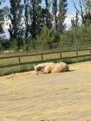 Jument PRE palomino