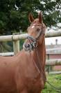 Hongre Dressage 7 ans par London Swing