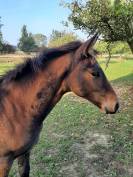 Pouliche SF par Up to you 