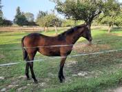 Pouliche SF par Up to you 