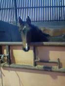 Pouliche SF par Up to you 