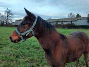 Pouliche SF par Up to you 