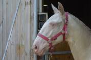 Filly Lusitano For sale 2022 Cream