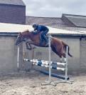 Mare Thoroughbred For sale 2021 Chesnut