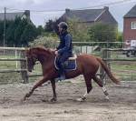 Mare Thoroughbred For sale 2021 Chesnut