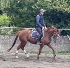 Mare Thoroughbred For sale 2021 Chesnut