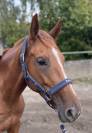 Mare Thoroughbred For sale 2021 Chesnut
