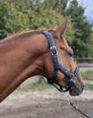 Mare Thoroughbred For sale 2021 Chesnut
