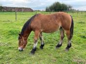 CHEVAL DE TRAIT ARDENNAIS