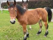 CHEVAL DE TRAIT ARDENNAIS