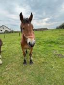 CHEVAL DE TRAIT ARDENNAIS