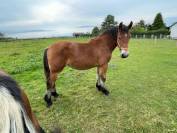 CHEVAL DE TRAIT ARDENNAIS