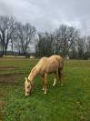 Jument Quaterhorse palomino