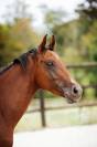 Cheval entier SF 2 ans