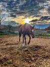 Cheval Quarter Horse (sans papiers), alezan, âgé de 13 ans