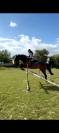 Jument PP IRISH SPORT HORSE 2014