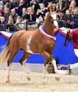 Pouliche CSO bai foncée gros potentiel souche 145