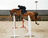 Pouliche CSO bai foncée gros potentiel souche 145