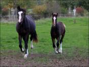 Pouliche CSO bai foncée gros potentiel souche 145