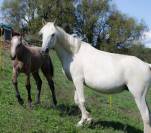 Foal connemara PP bonnes origines disponible au sevrage