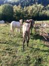 Foal connemara PP bonnes origines disponible au sevrage