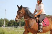 Cheval PS HONGRE