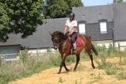 Cheval PS HONGRE