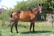 Cheval PS HONGRE