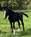 Pouliche SF excalibur dl tour vidal x eyken des fonteni