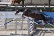 Magnifique Hongre 5 ans Bwp 