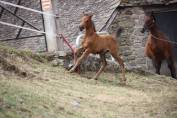 Pouliche psar