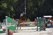 Hongre de 12 ans, top concours, idéal amateur élite 
