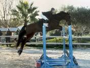 Hongre de 12 ans, top concours, idéal amateur élite 