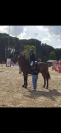Hongre de 12 ans, top concours, idéal amateur élite 