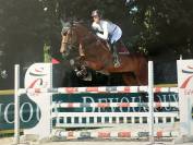 Hongre de 12 ans, top concours, idéal amateur élite 