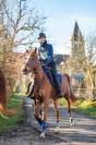 À vendre – Ghalab, hongre PSA de 9 ans, qualifié 100 km