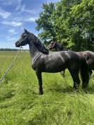 Poulinière arabofrison