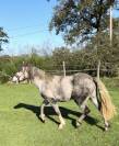 Poney Connemara Sport