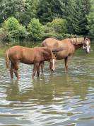 10ème de France Foal FA!