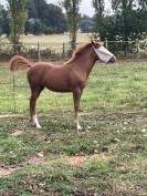 10ème de France Foal FA!
