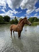 10ème de France Foal FA!