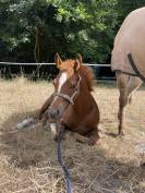 10ème de France Foal FA!