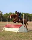 Jument 9 ans CSO 