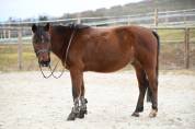 PONEY D POUR RETRAITE