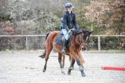 PONEY D POUR RETRAITE