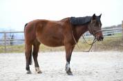 PONEY D POUR RETRAITE
