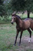 Puledro PFS Pony Francese da Sella In vendita 2025 Isabella ,  Dream in Cream