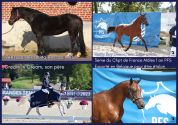 Puledro PFS Pony Francese da Sella In vendita 2025 Isabella ,  Dream in Cream
