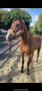 Jument trotteuse 